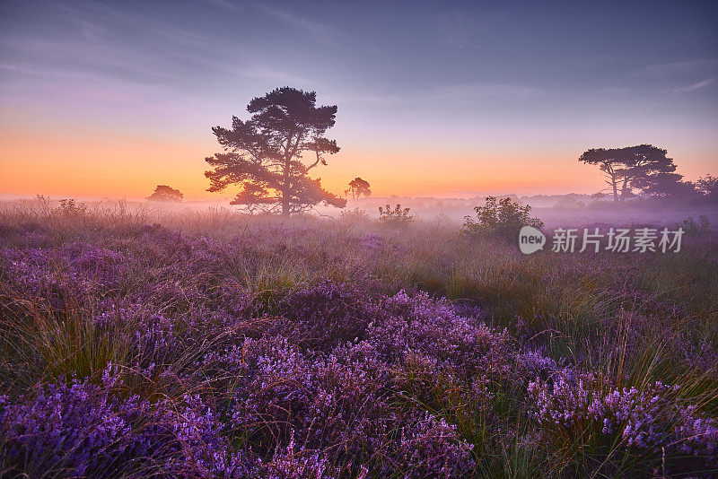 荷兰Veluwe Zuiderheide公园盛开的石楠花。荷兰